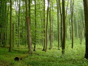 512px-Beech_forest_in_Źródliskowa_Buczyna_reserve_near_Szczecin